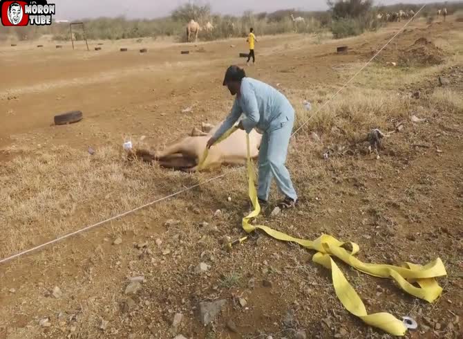 Video :Preserving a camel from a devastating electric shock